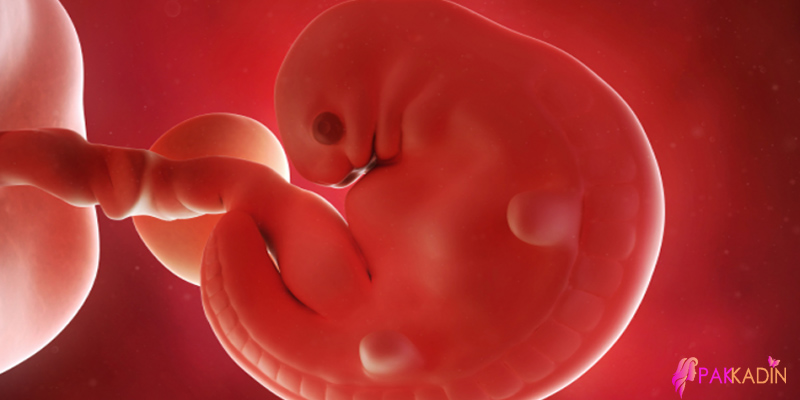 6. Hafta Gebelikte Fetus