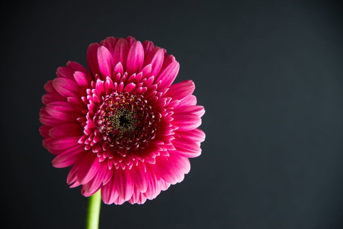 Gerbera çiçeği nasıl ekilir?