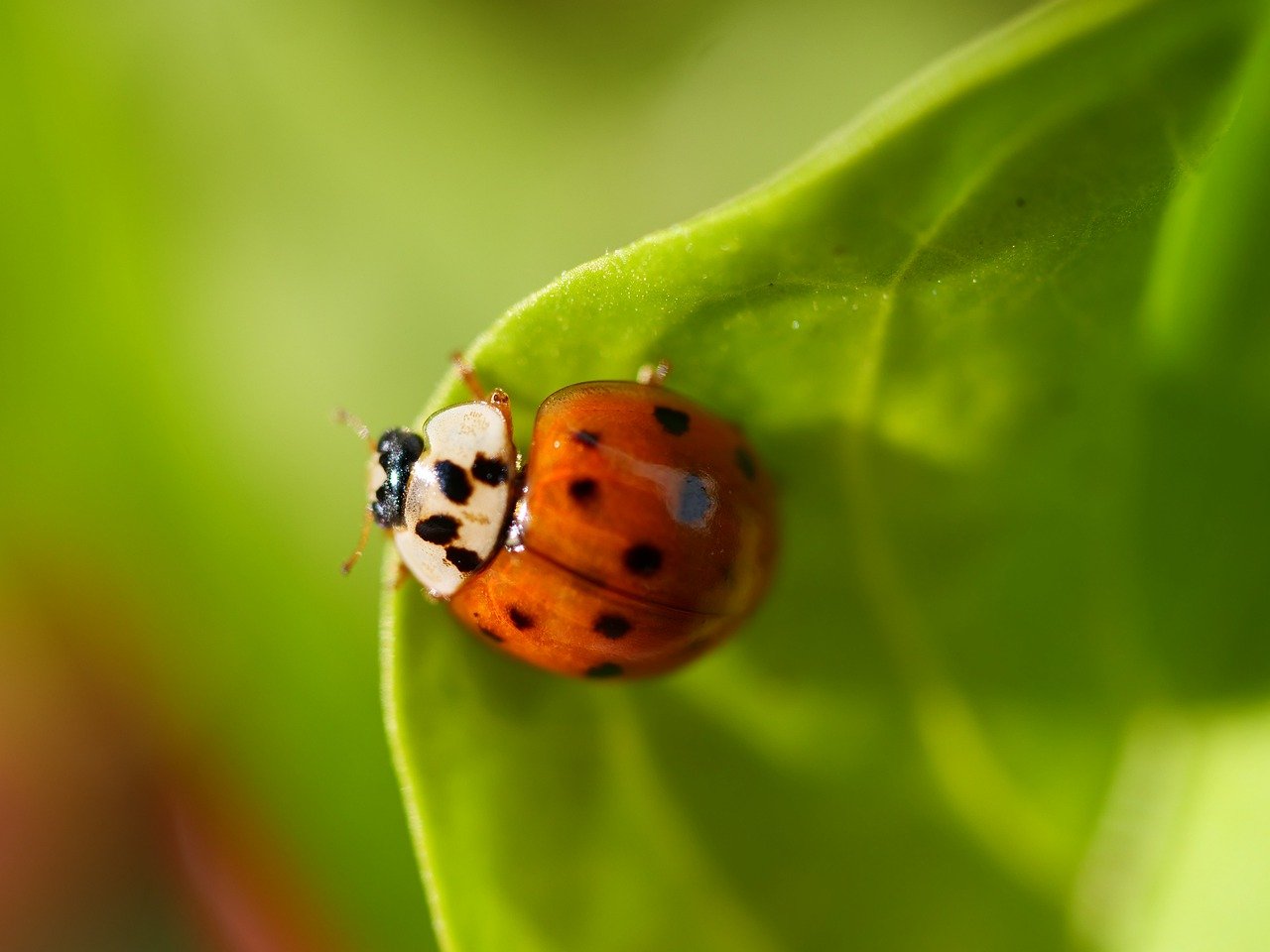 Hangi Kıl Dökücü Krem?