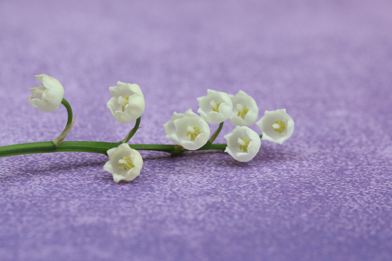Hangi Parfüm: Marc Jacobs Daisy mi, Dior J’adore mi?