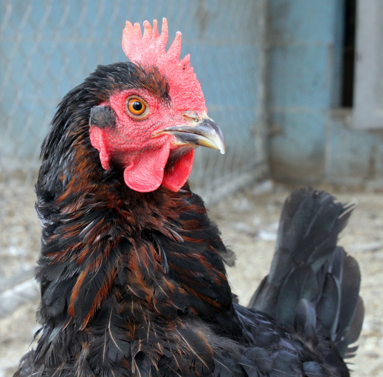 En İyi Evcil Hayvan Beslenme Takviyeleri: Zesty Paws mi, Nutri-Vet mi?