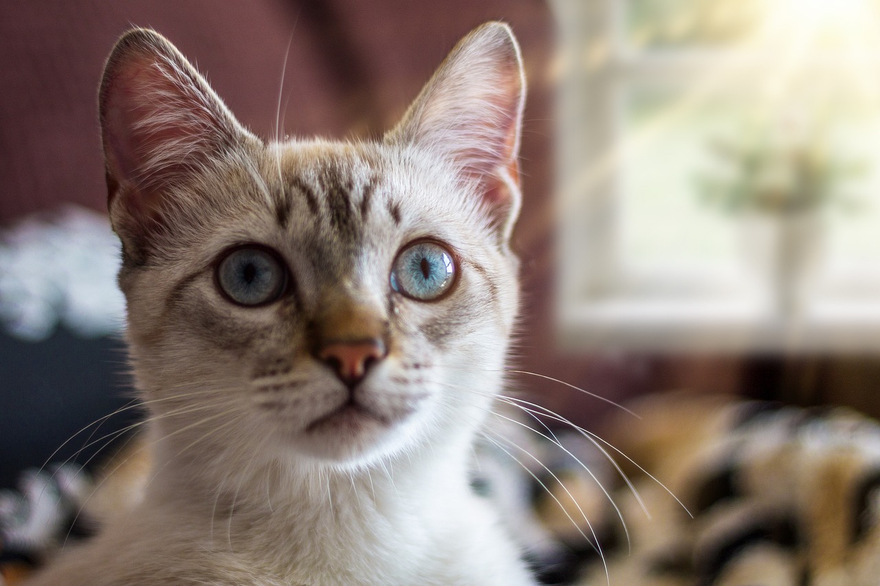 Kedi Maması Karşılaştırması: Whiskas mı, Purina ONE mı?