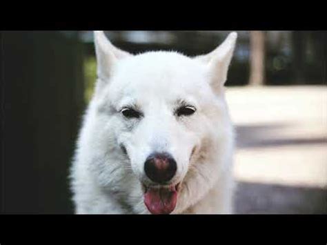 Beyaz Köpek Rüyası: Rüyada Beyaz Köpek Görmek