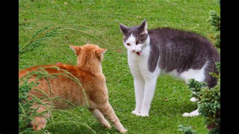 Kedi Saldırısı Rüyası: Rüyada Kedi Saldırması