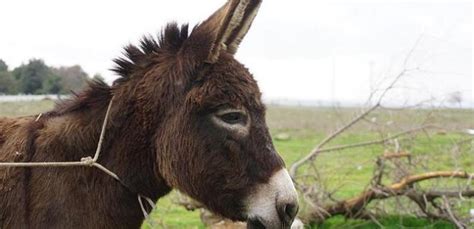 Eşek Rüyası: Rüyada Eşek Görmek Ne Anlama Gelir?