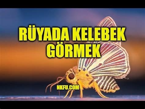 Kelebek Rüyası: Rüyada Kelebek Görmek Ne Anlama Gelir?