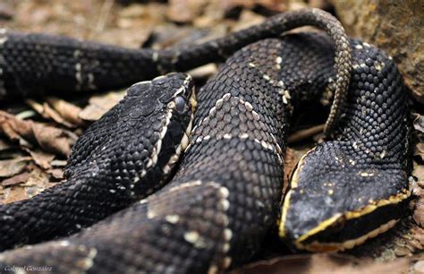 Rüyada Yılan Görmek Ne Anlama Gelir?