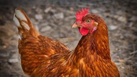 Rüyada Tavuk Görmek: Tabiri ve Anlamı