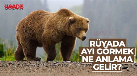 Rüyada Ayı Görmek ve Anlamı