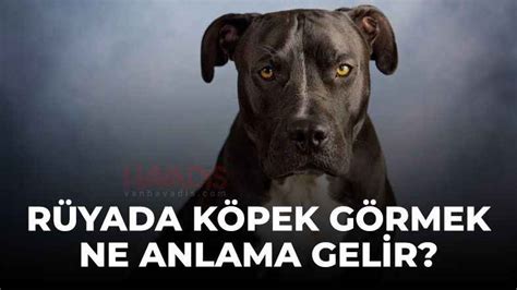 Köpek Rüyası Diyanet: Rüyada Köpek Görmek Ne Anlama Gelir?