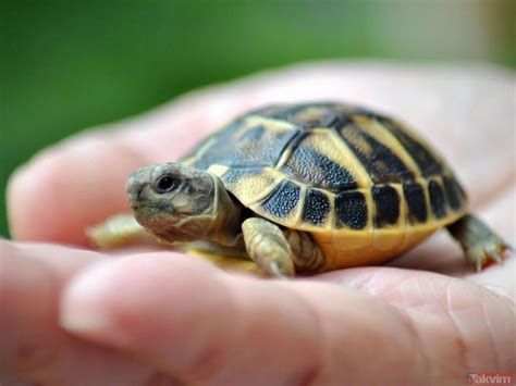 Rüyada Kaplumbağa Görmek: Tabiri ve Anlamı