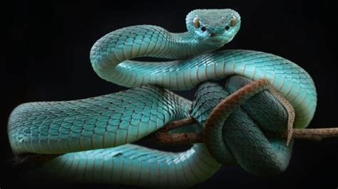 Rüyada Yılan Öldürmek: Rüyanızın Sembolik Anlamı