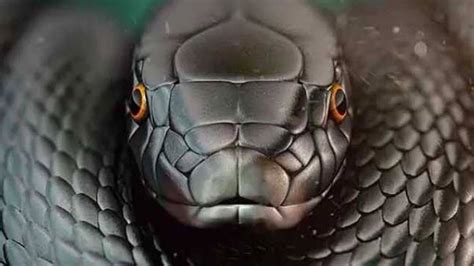 Yılan Rüyası Diyanet: Rüyada Yılan Görmek