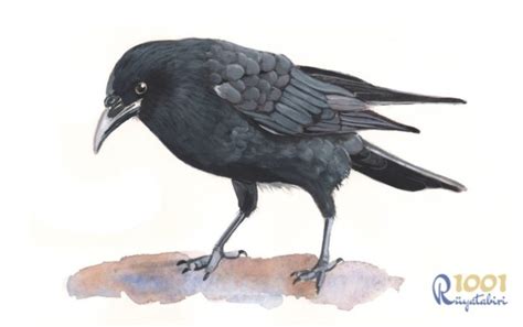 Karga Rüyası: Rüyada Karga Görmek Ne Demek?