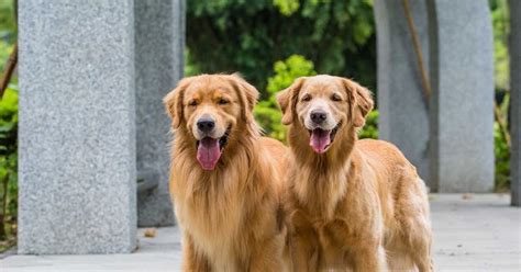 Rüyada Köpek Kovalaması: Anlamı ve Yorumu