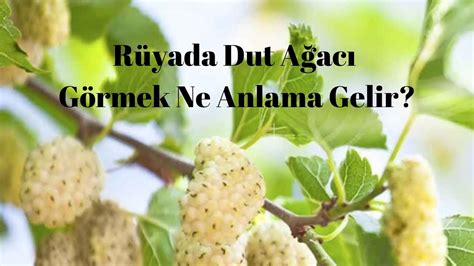 Dut Rüyası: Rüyada Dut Yemek Ne Anlama Gelir?