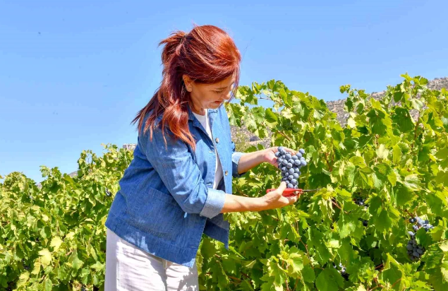 Mersinli Kadınlar Üzüm Hasadında Buluştu