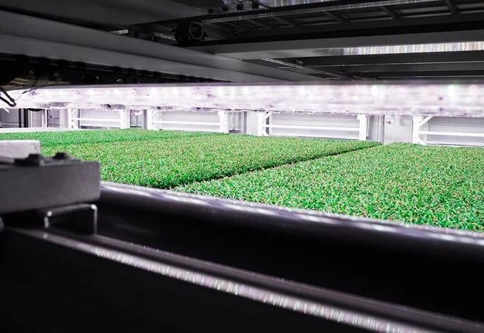 Dünyanın Gıda Arzını Dönüştürecek Yenilik 3D Dikey Tarım Teknolojisi