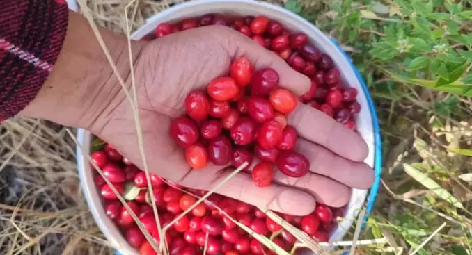 Erzurum’da Kızılcık Hasadı Sağlık ve Lezzetin Doğal Kaynağı