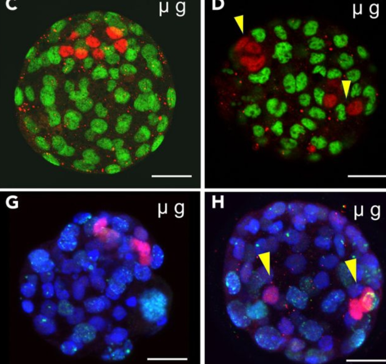Tarihte İlk Kez Uzay Koşullarında Memeli Embriyosu Yetiştirildi Uzayda da Üreyebileceğiz!