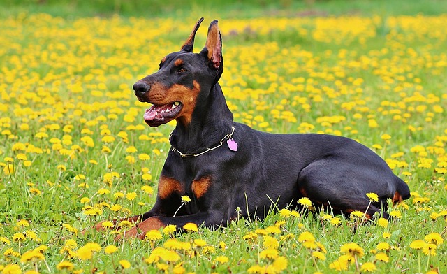 doberman sahiplenme nasıl yapılır