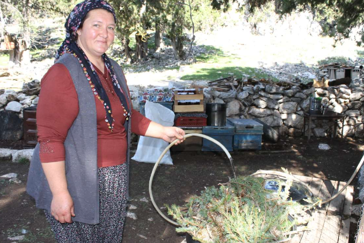 Ormanlardan Gelen Şifa Sedir Kozalağı Şurubu