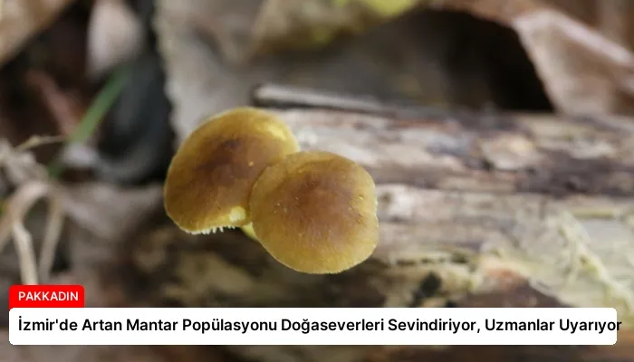 İzmir’de Artan Mantar Popülasyonu Doğaseverleri Sevindiriyor, Uzmanlar Uyarıyor