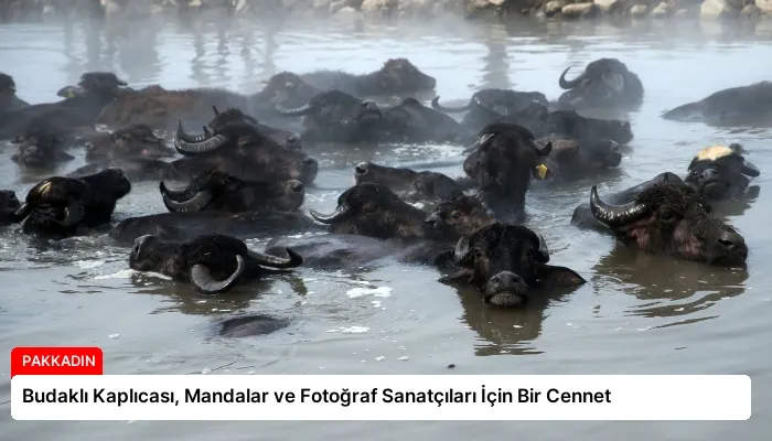 Budaklı Kaplıcası, Mandalar ve Fotoğraf Sanatçıları İçin Bir Cennet