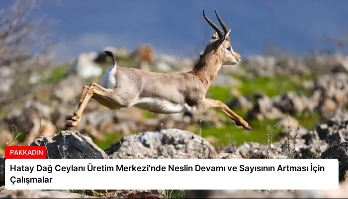 Hatay Dağ Ceylanı Üretim Merkezi’nde Neslin Devamı ve Sayısının Artması İçin Çalışmalar