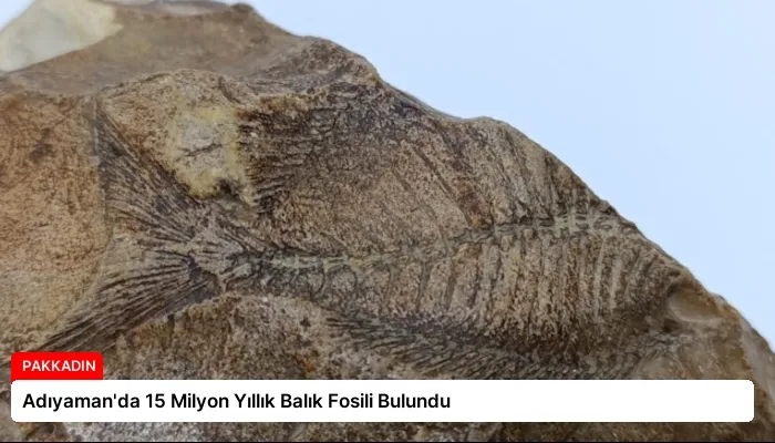 Adıyaman’da 15 Milyon Yıllık Balık Fosili Bulundu