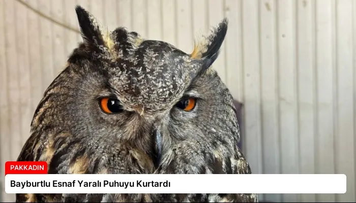 Bayburtlu Esnaf Yaralı Puhuyu Kurtardı