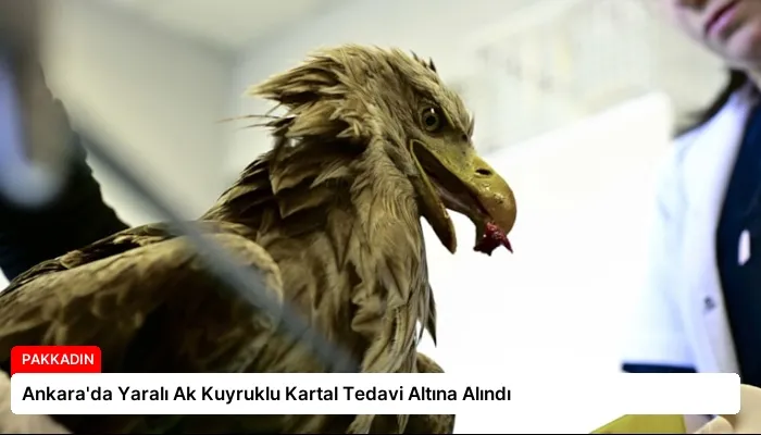 Ankara’da Yaralı Ak Kuyruklu Kartal Tedavi Altına Alındı