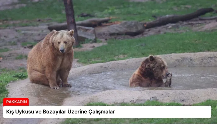 Kış Uykusu ve Bozayılar Üzerine Çalışmalar
