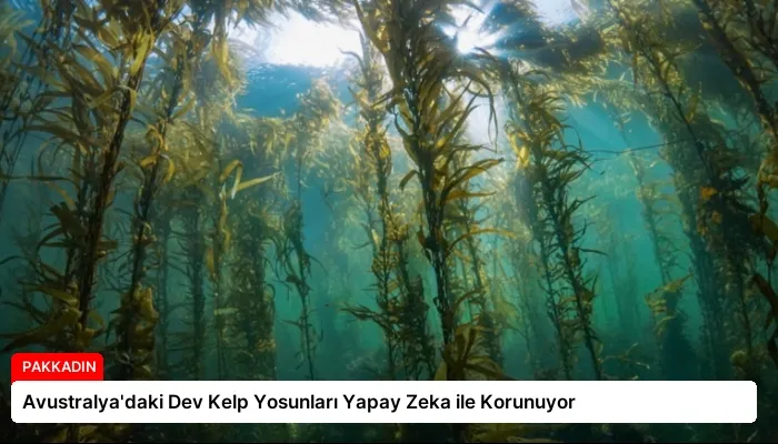 Avustralya’daki Dev Kelp Yosunları Yapay Zeka ile Korunuyor