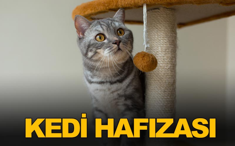 Kedilerin Hafızası Nasıldır?