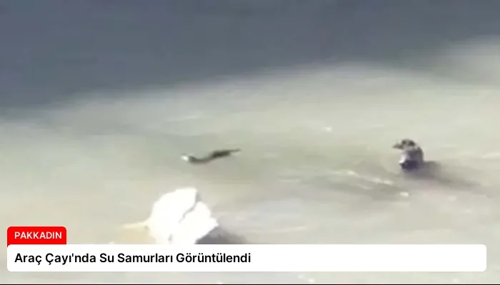 Araç Çayı’nda Su Samurları Görüntülendi