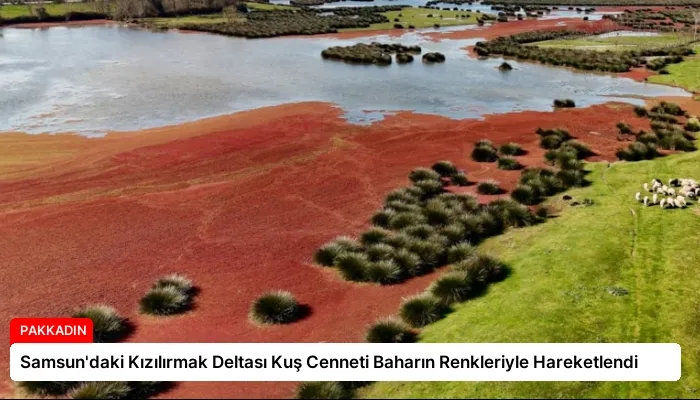 Samsun’daki Kızılırmak Deltası Kuş Cenneti Baharın Renkleriyle Hareketlendi