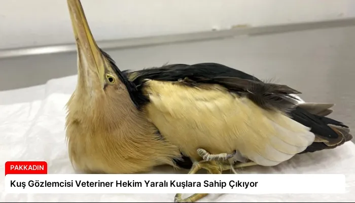 Kuş Gözlemcisi Veteriner Hekim Yaralı Kuşlara Sahip Çıkıyor