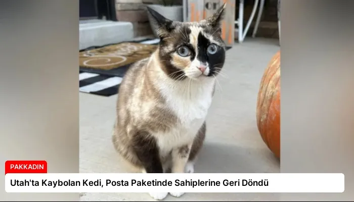 Utah’ta Kaybolan Kedi, Posta Paketinde Sahiplerine Geri Döndü