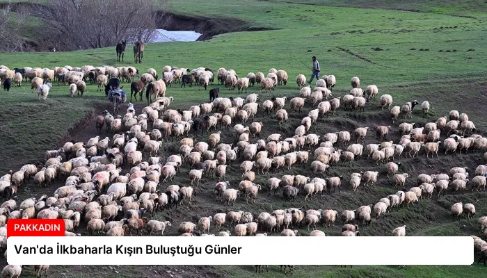 Van’da İlkbaharla Kışın Buluştuğu Günler