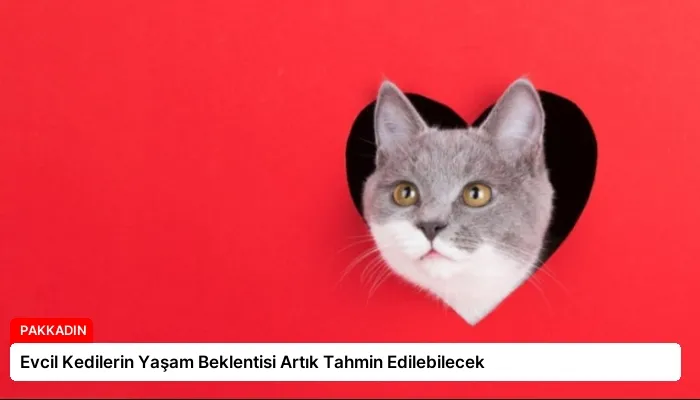 Evcil Kedilerin Yaşam Beklentisi Artık Tahmin Edilebilecek