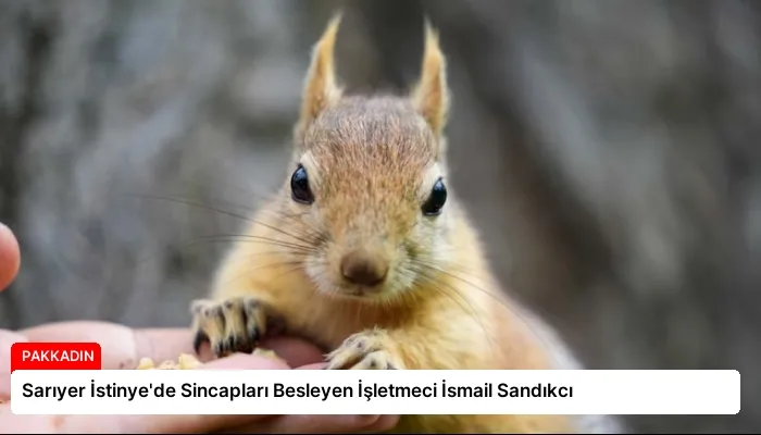 Sarıyer İstinye’de Sincapları Besleyen İşletmeci İsmail Sandıkcı