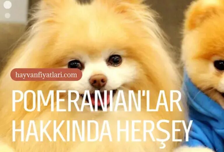 Pomeranian Boo Fiyatları ve Sevilen Özellikleri