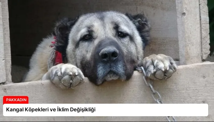 Kangal Köpekleri ve İklim Değişikliği