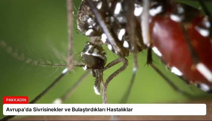 Avrupa’da Sivrisinekler ve Bulaştırdıkları Hastalıklar