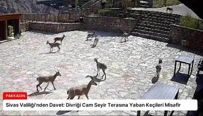 Sivas Valiliği’nden Davet: Divriği Cam Seyir Terasına Yaban Keçileri Misafir