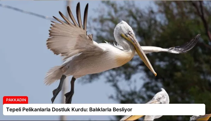 Tepeli Pelikanlarla Dostluk Kurdu: Balıklarla Besliyor