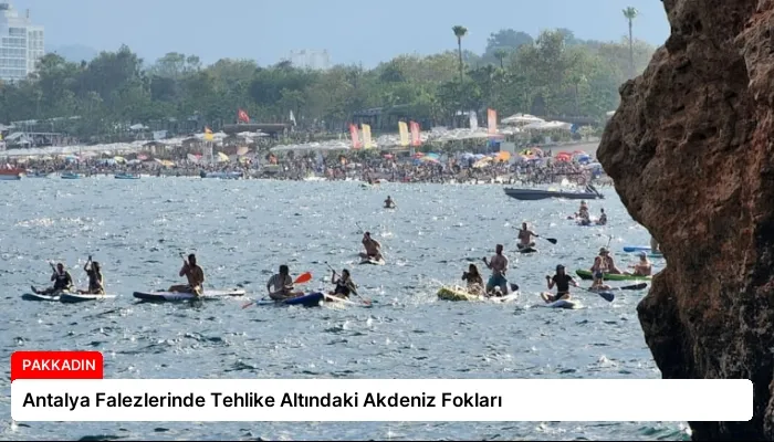 Antalya Falezlerinde Tehlike Altındaki Akdeniz Fokları