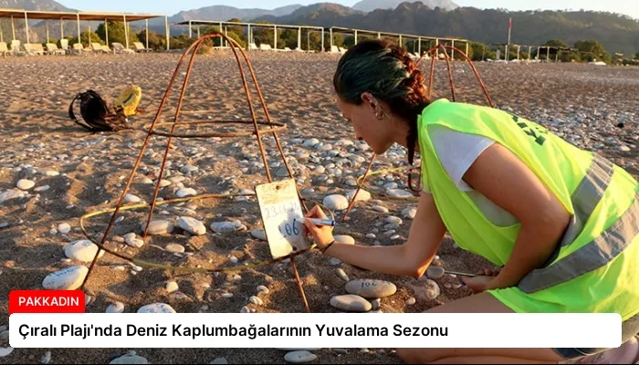 Çıralı Plajı’nda Deniz Kaplumbağalarının Yuvalama Sezonu