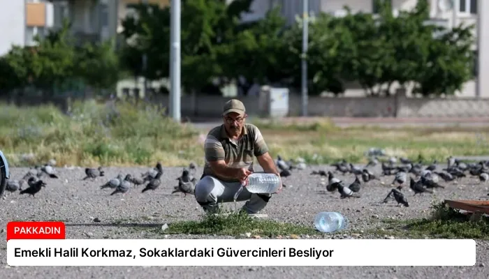 Emekli Halil Korkmaz, Sokaklardaki Güvercinleri Besliyor